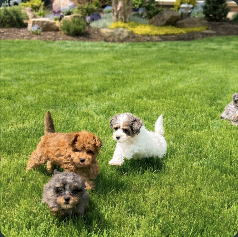 8 week old puppies at pilesgrove pups