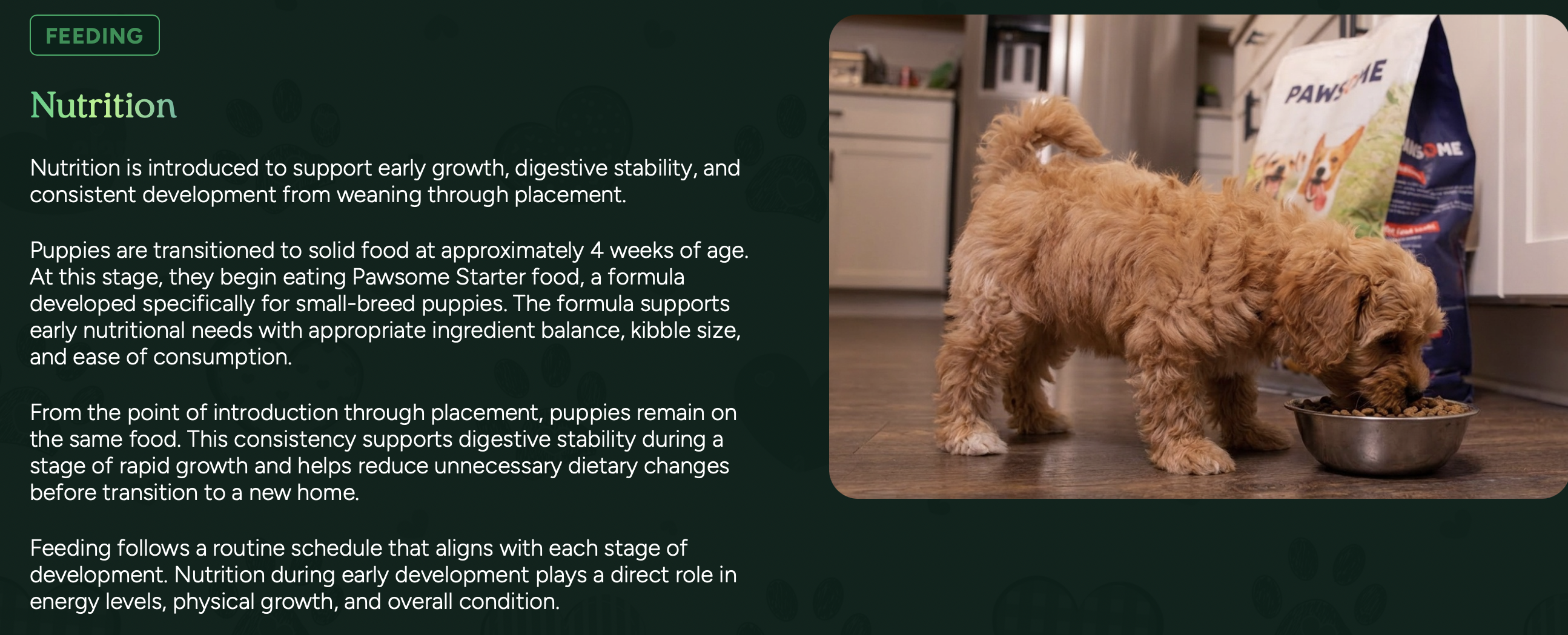 puppy nutrition at pilesgrove pups