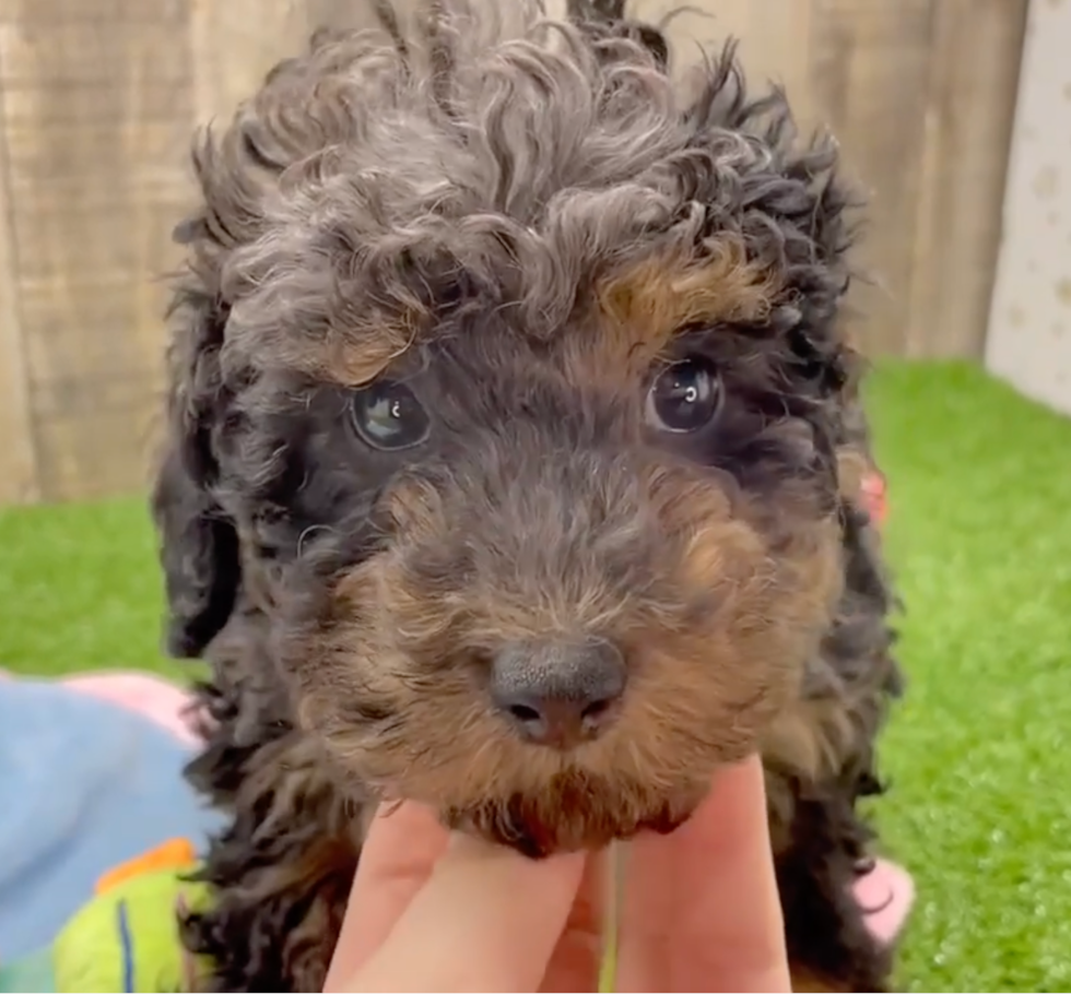 Cute Pooodle Purebred Pup