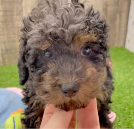 Toy Poodle Puppies For Sale - Pilesgrove Pups