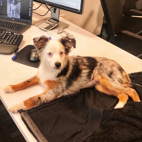 Mini Aussie Being Cute