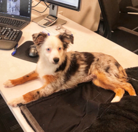 Mini American Shepherd Puppies For Sale - Pilesgrove Pups