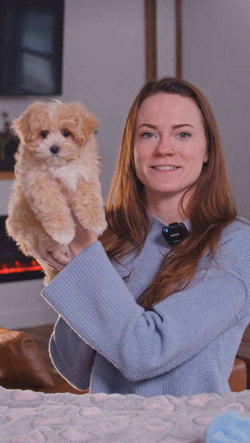Pilesgrove Pups Maltipoo Puppies are your tiny best friend with the biggest hearts Trending Video