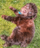 Mini Aussiedoodle Being Cute