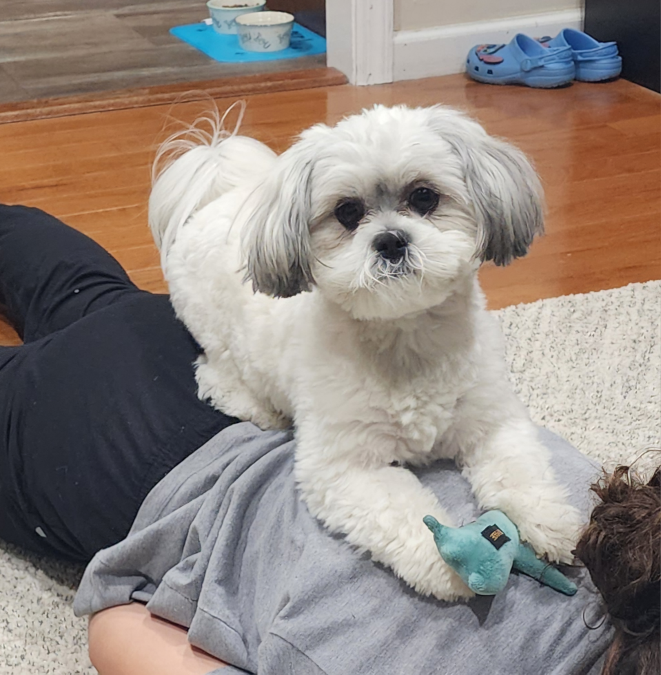 white and gray malshi dog with a shih tzu haircut sitting on someone's back on the floor