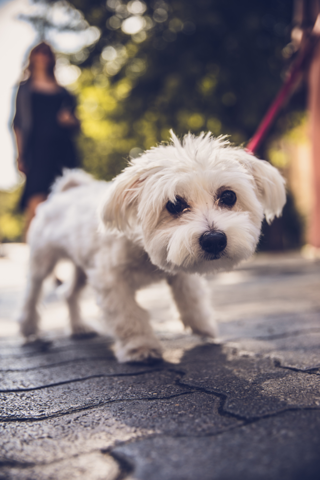 Cute Maltese Purebred Pup