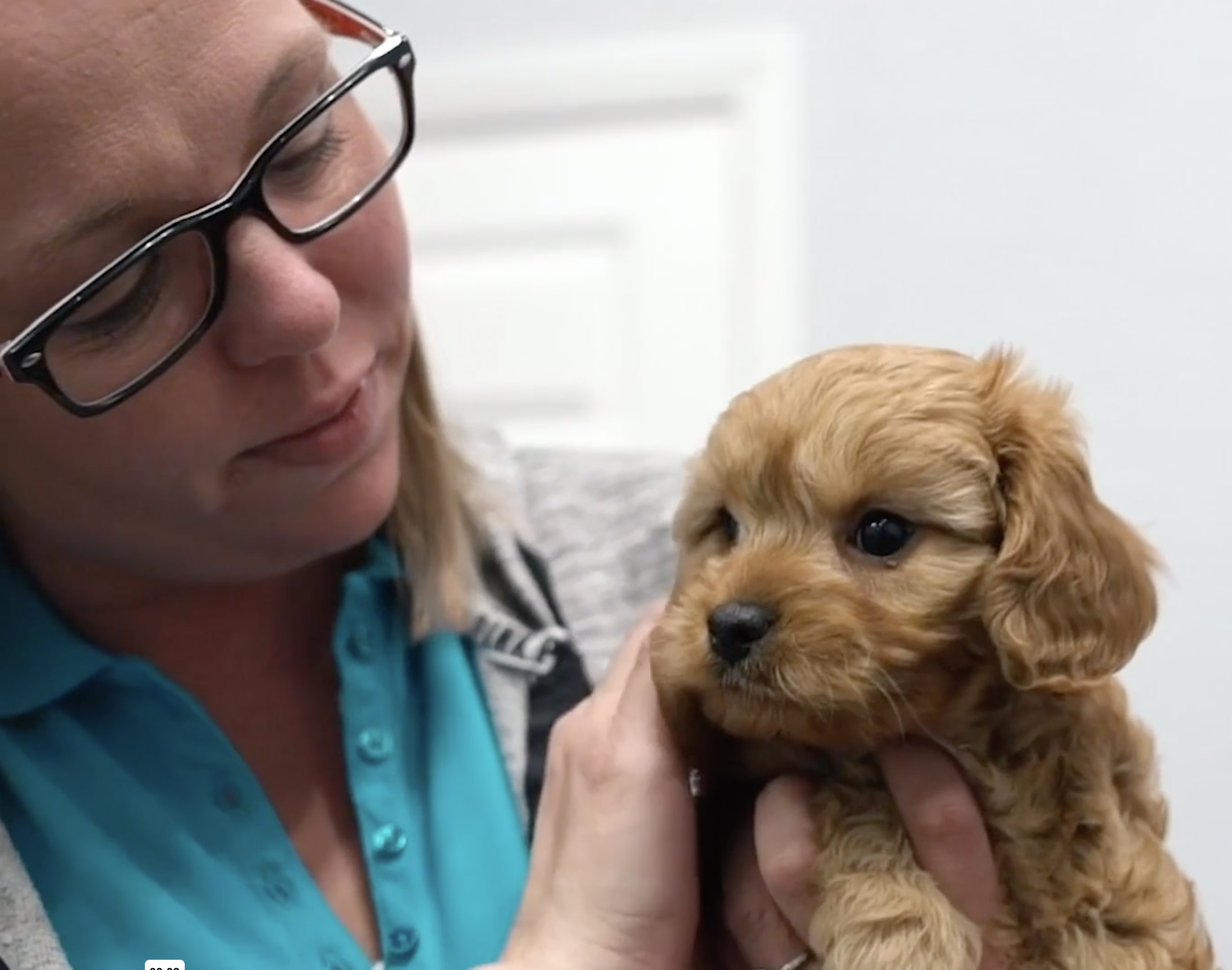 pilesgrove pups team member with a small brown puppy - pilesgrove pups not a puppy mill