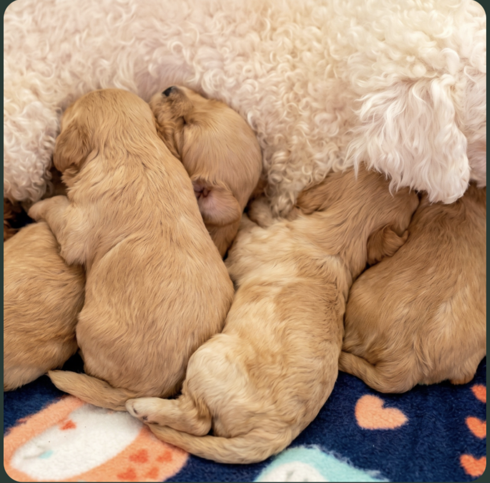 newborn puppies next to eachother being fed by their mother