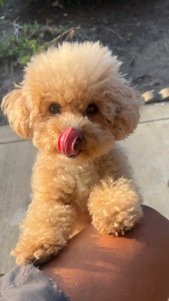 fluffy poochon dog with curly hair standing next to a person 