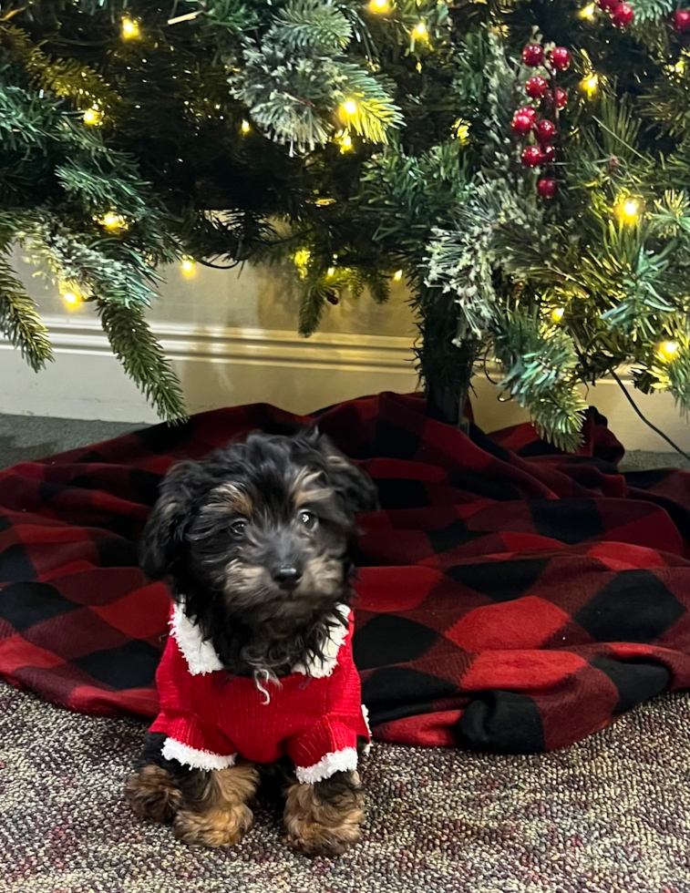 brown and tan mini aussiedoodle wearing a red christmas outfit sitting in front of a christmas tree 