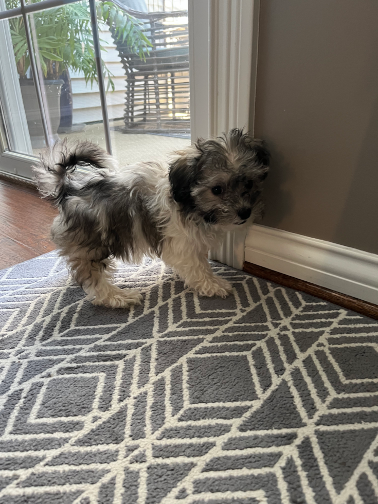 sable havachon puppy next to a window 