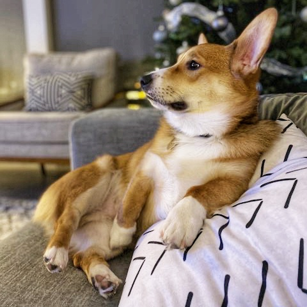 Cute Pembroke Welsh Corgi Purebred Pup