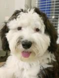 Mini Sheepadoodle Being Cute