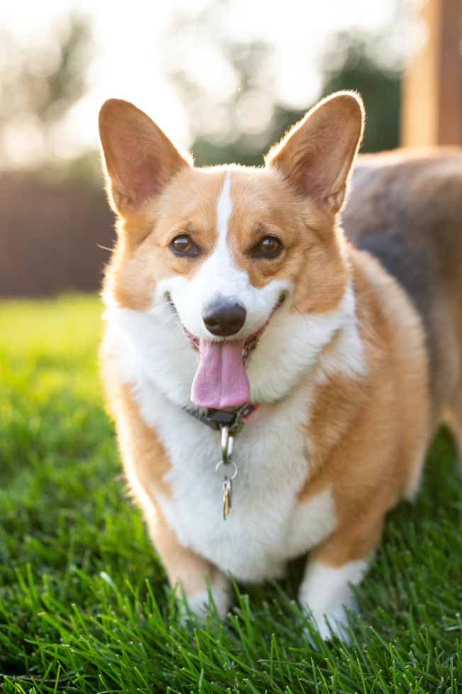 Cute Corgi Purebred Pup