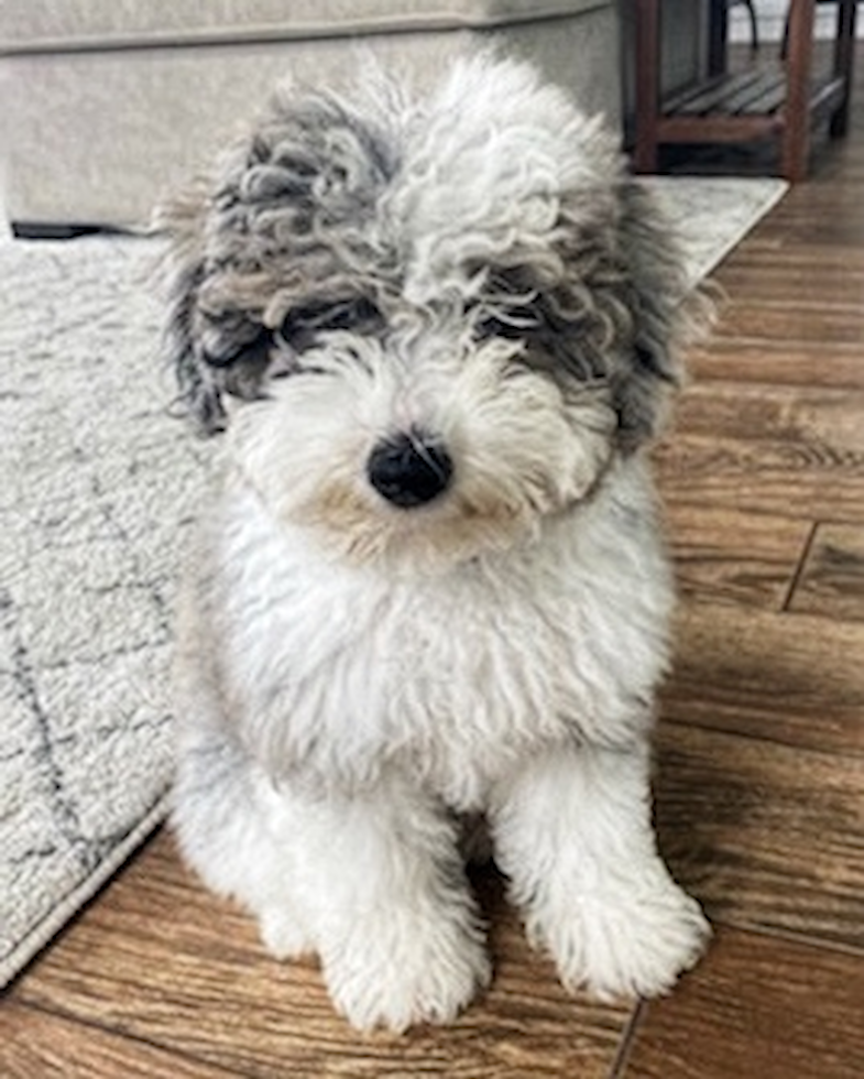 Cute Mini Sheepadoodle Pup