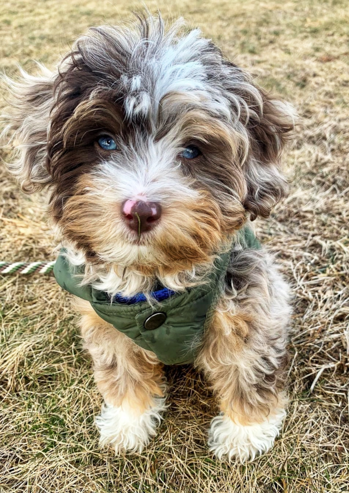 Cute Aussiepoo Poodle Mix Pup