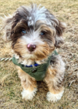 Cute Aussiepoo Poodle Mix Pup