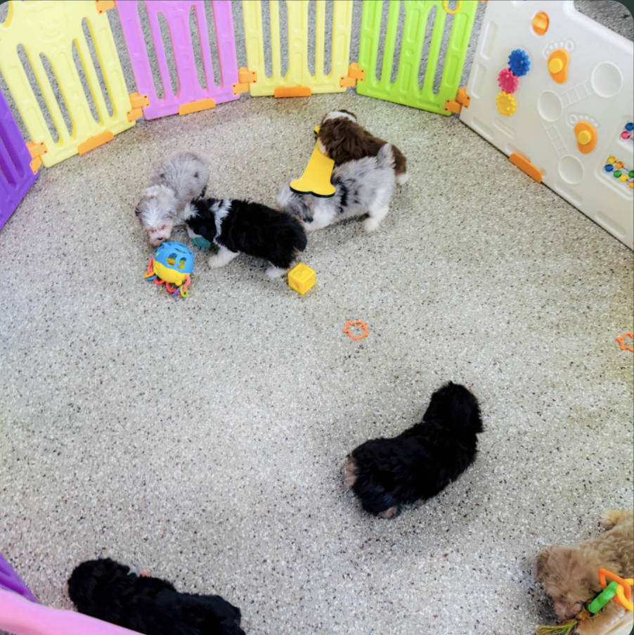 5 week old puppies at pilesgrove pups