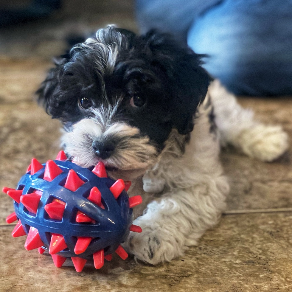 Cute Mini Aussiedoodle Poodle Mix Pup