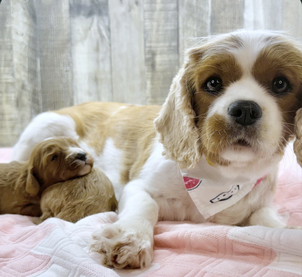 at pilesgrove pups, mother dogs are part of the family