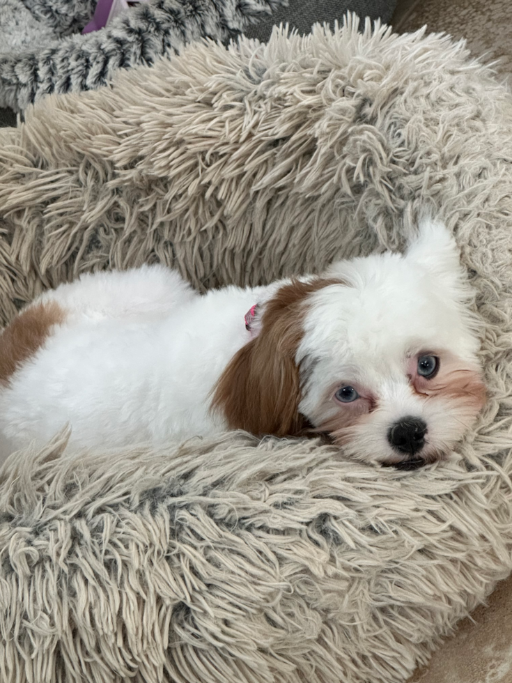 brown and white shih poo puppy on a fluffy dog bed 