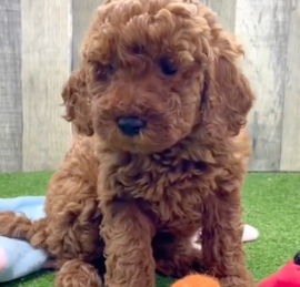 Irishdoodle Puppies For Sale - Pilesgrove Pups