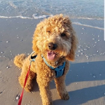 Cute Mini Goldendoodle Pup