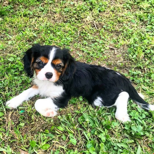 Cute Cavalier King Charles Spaniel Pup