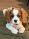 Cavalier King Charles Spaniel Being Cute