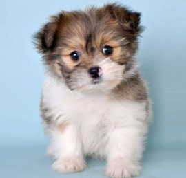 Pomshi Puppies For Sale - Pilesgrove Pups