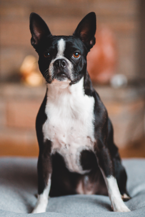 Cute Boston Terrier Purebred Pup