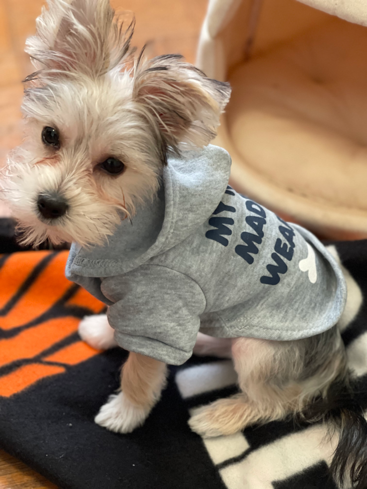 tan and gray morkie with upright ears wearing a dog sweater