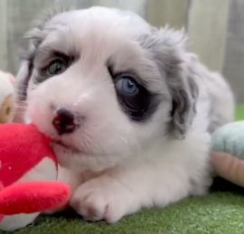 Aussie Bichon Puppies For Sale - Pilesgrove Pups