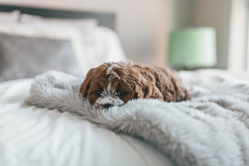 Cute Cockapoo Pup