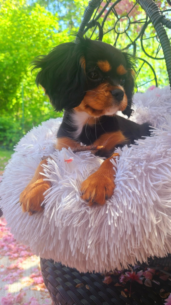 Cute Cavalier King Charles Spaniel Purebred Pup