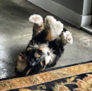 Cute Mini Bernedoodle Poodle Mix Pup