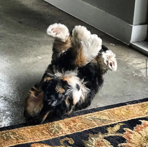 Cute Mini Bernedoodle Poodle Mix Pup