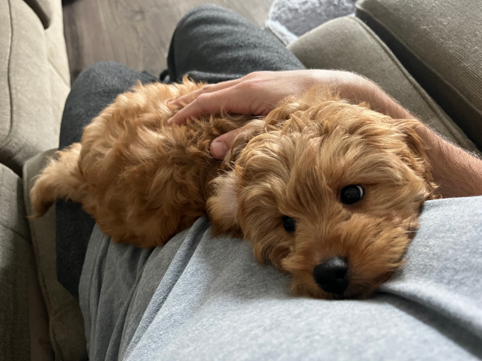 brown mini goldendoodle with wavy coat sitting on soneone s chest 