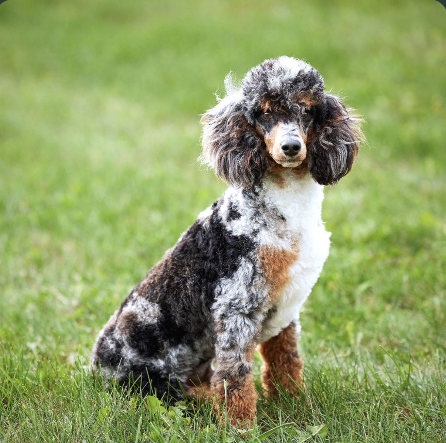 merle poodle dog sitting on grass