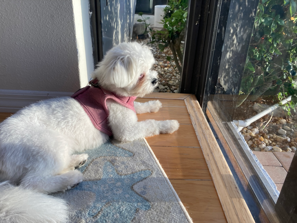 white shih pom sitting next to a window wearing a pink harness 