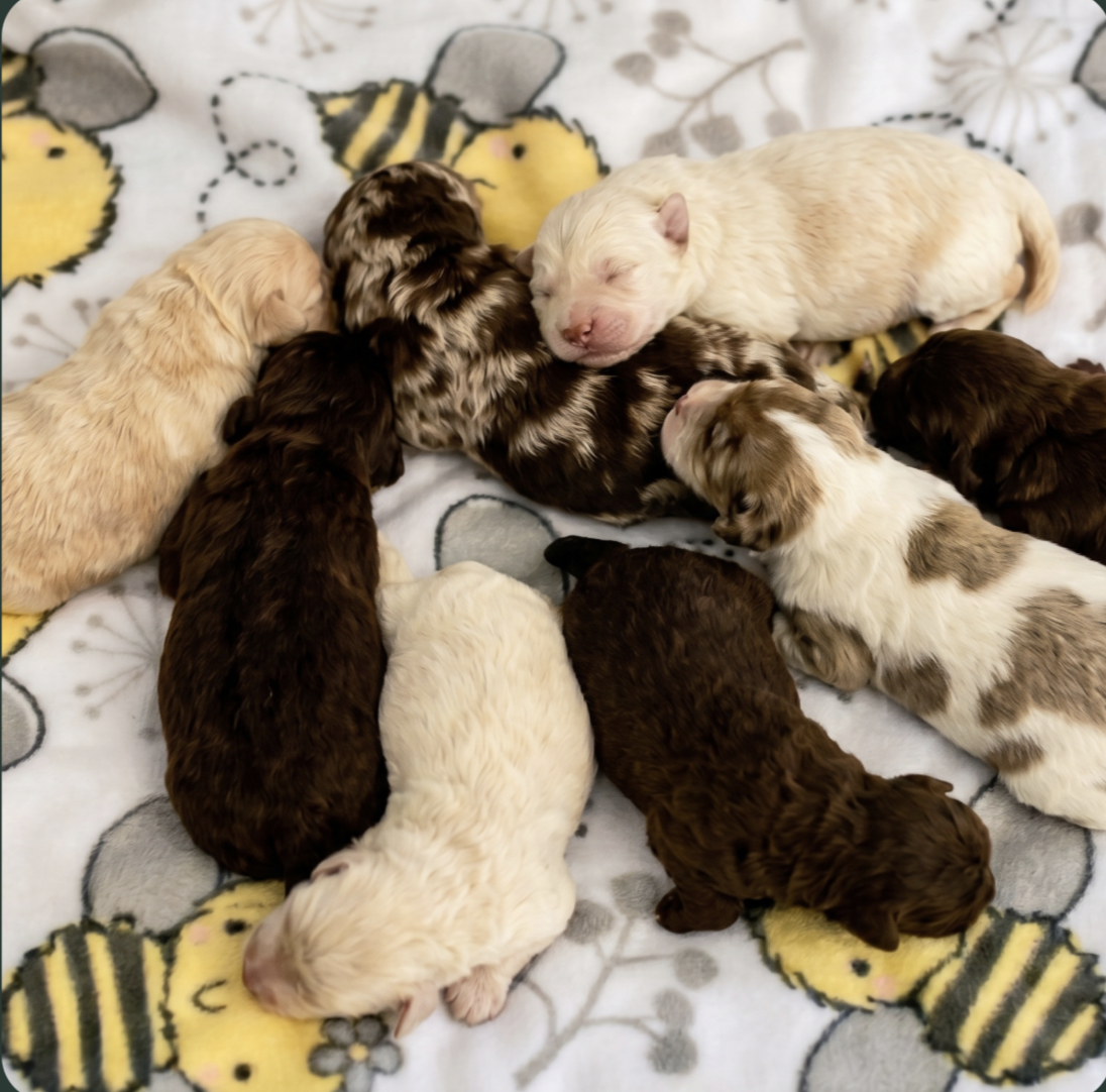 1 week old puppies at pilesgrove pups