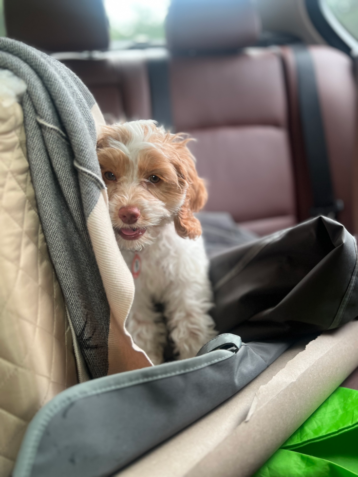 small parti cockapoo puppy sitting in a car 