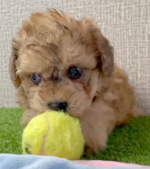Poochon Being Cute