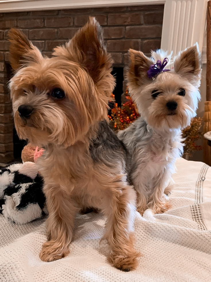 Cute Yorkshire Terrier Purebred Pup