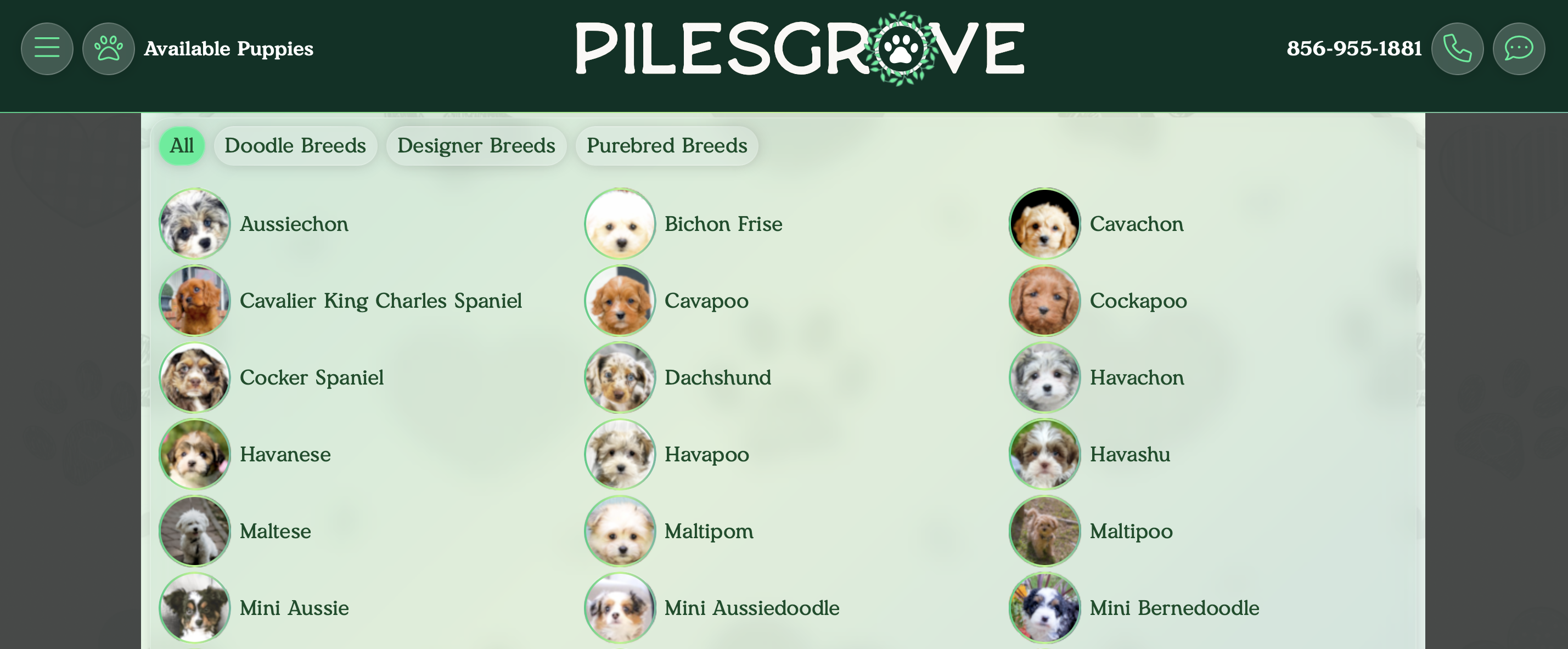pilesgrove pups screenshot of available puppies menu
