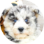 Mini Huskydoodle Puppy For Sale - Pilesgrove Pups Mini Huskydoodle Puppy For Sale - Pilesgrove Pups