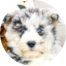 Mini Huskydoodle Puppies For Sale - Pilesgrove Pups Mini Huskydoodle Puppies For Sale - Pilesgrove Pups