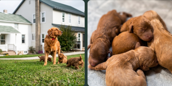 A Puppy’s First 8 Weeks at Pilesgrove Pups 