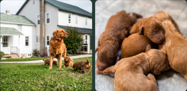A Puppy’s First 8 Weeks at Pilesgrove Pups 