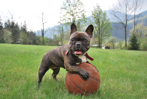 Cute French Bulldog Pup